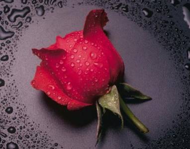 la signification des roses