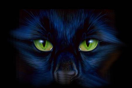 chat noir et sorcieres