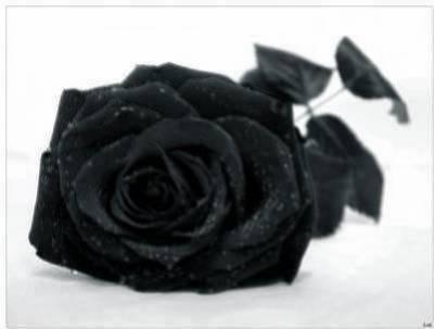 rose noire